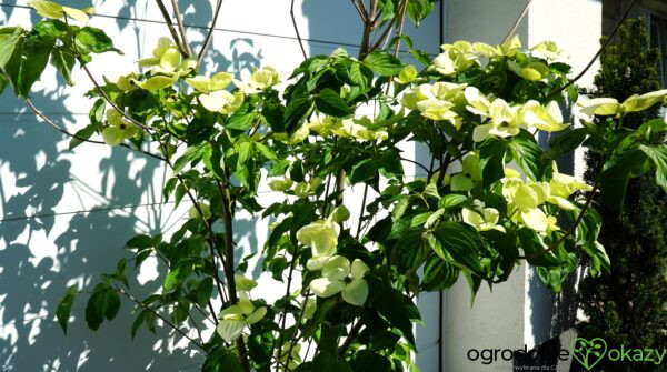 DEREŃ KOUSA VENUS Cornus VENUS 'KN30 8' PBR