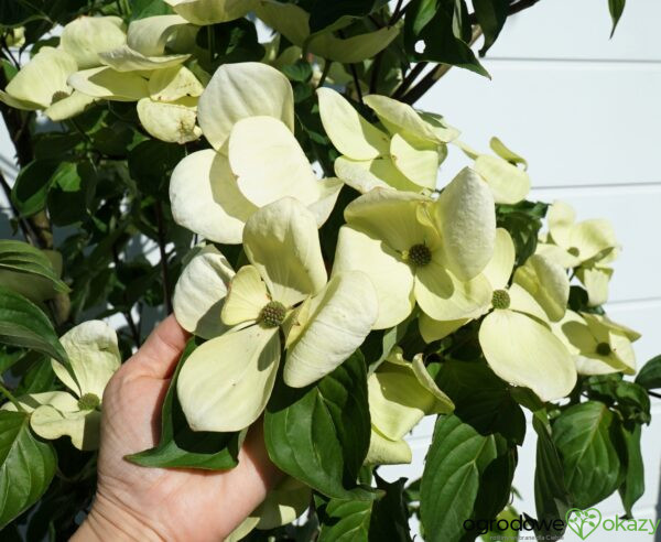 DEREŃ KOUSA VENUS Cornus VENUS 'KN30 8' PBR