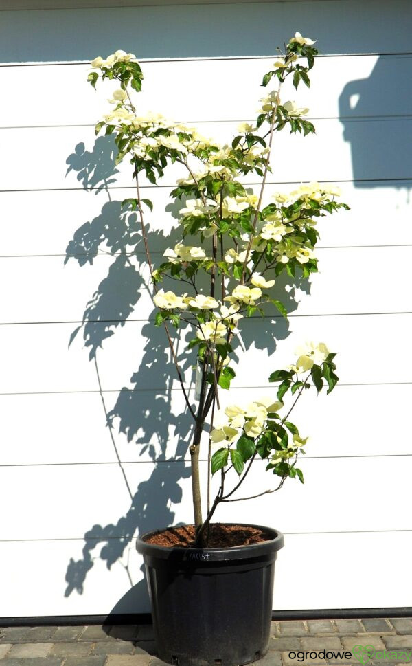 DEREŃ KOUSA VENUS Cornus VENUS 'KN30 8' PBR