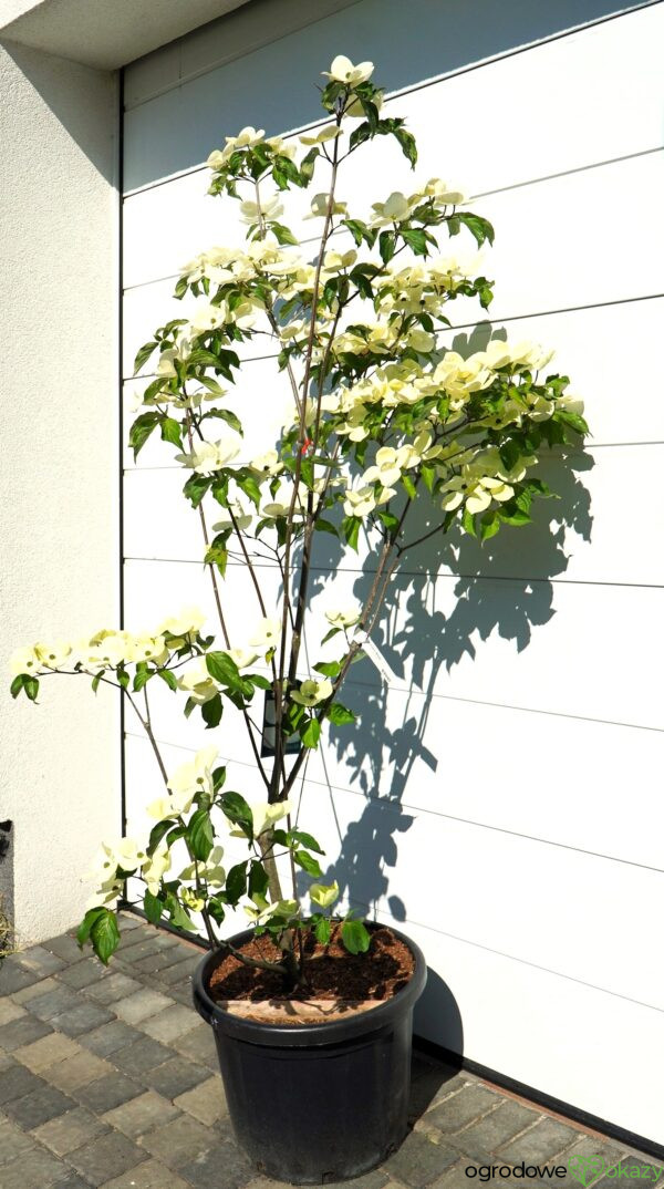 DEREŃ KOUSA VENUS Cornus VENUS 'KN30 8' PBR