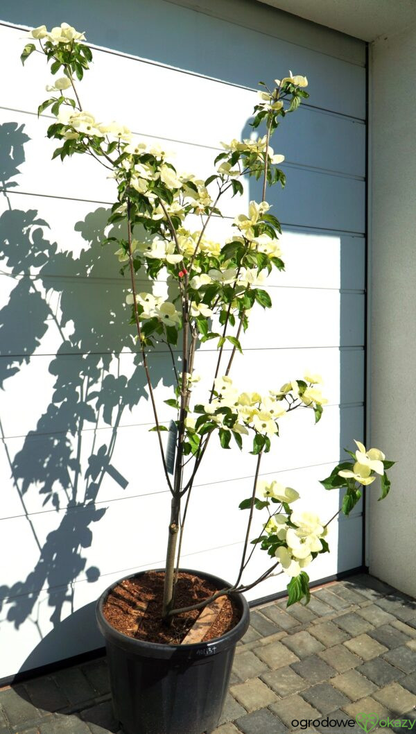 DEREŃ KOUSA VENUS Cornus VENUS 'KN30 8' PBR