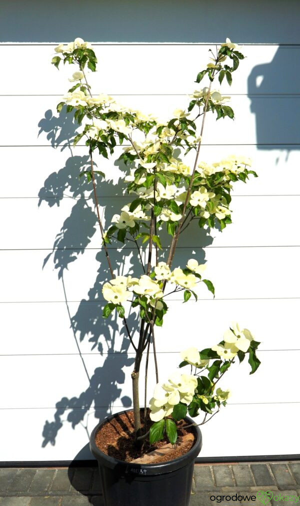 DEREŃ KOUSA VENUS Cornus VENUS 'KN30 8' PBR
