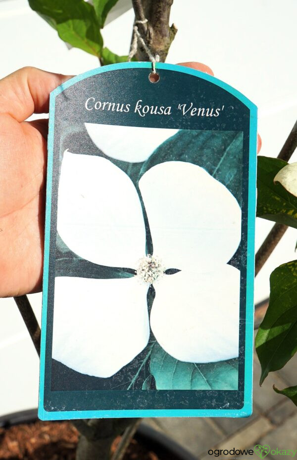 DEREŃ KOUSA VENUS Cornus VENUS 'KN30 8' PBR
