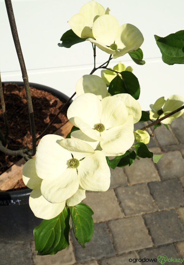 DEREŃ KOUSA VENUS Cornus VENUS 'KN30 8' PBR