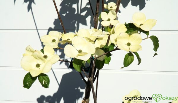 DEREŃ KOUSA VENUS Cornus VENUS 'KN30 8' PBR