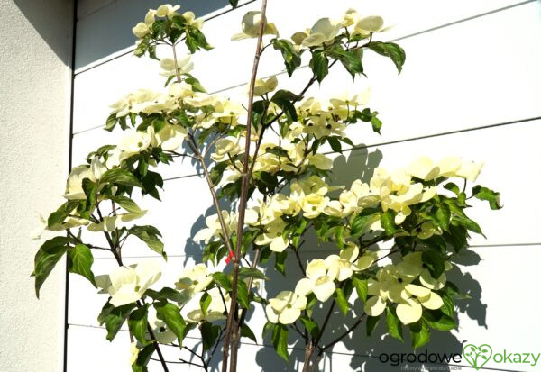DEREŃ KOUSA VENUS Cornus VENUS 'KN30 8' PBR