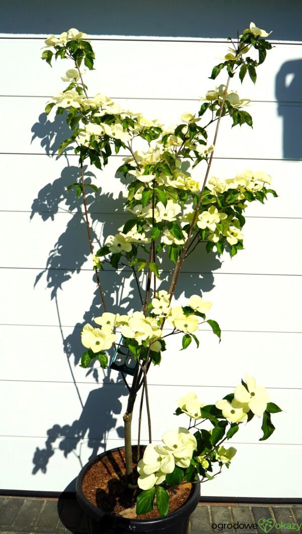 DEREŃ KOUSA VENUS Cornus VENUS 'KN30 8' PBR
