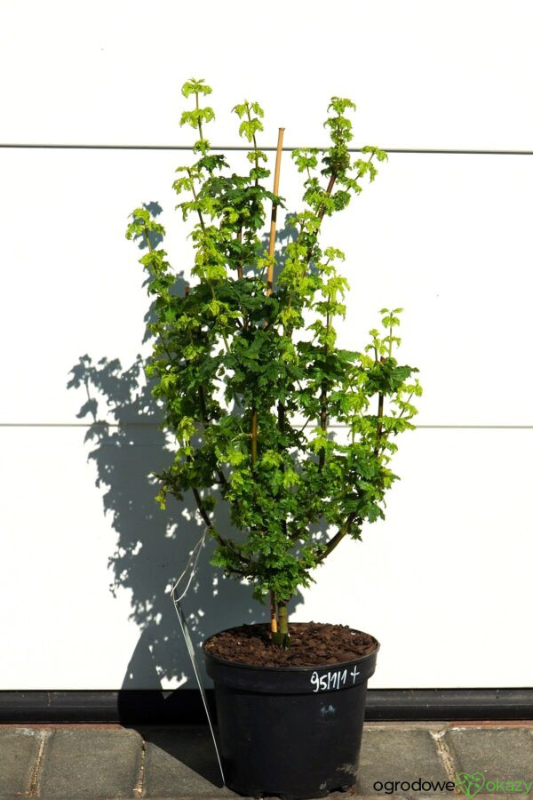 KLON OKRĄGŁOLISTNY GEE'S WITCH'S BROOM Acer circinatum