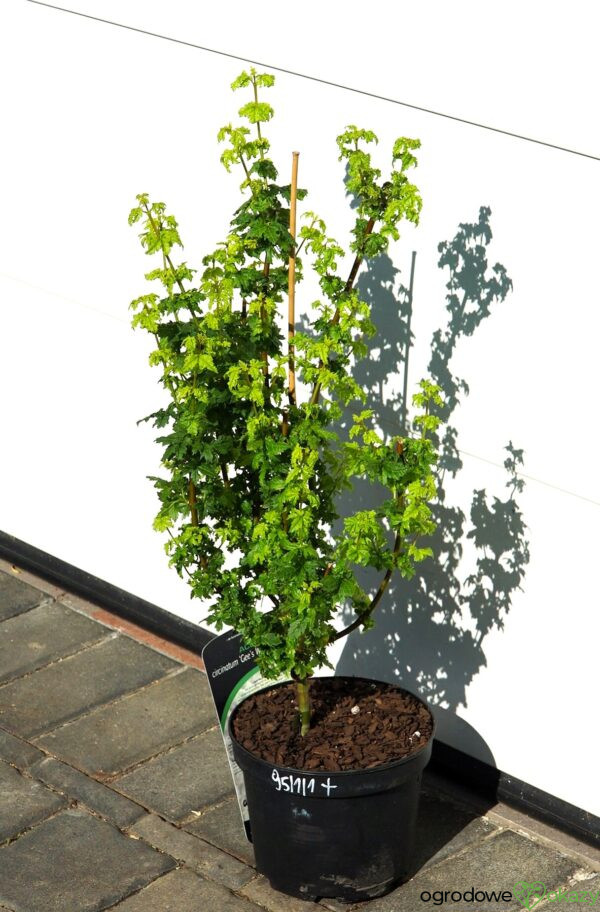 KLON OKRĄGŁOLISTNY GEE'S WITCH'S BROOM Acer circinatum