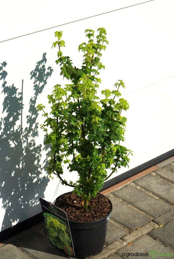 KLON OKRĄGŁOLISTNY GEE'S WITCH'S BROOM Acer circinatum
