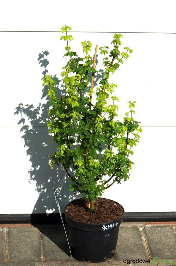 KLON OKRĄGŁOLISTNY GEE'S WITCH'S BROOM Acer circinatum