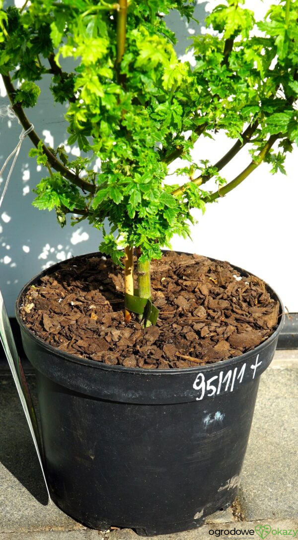 KLON OKRĄGŁOLISTNY GEE'S WITCH'S BROOM Acer circinatum