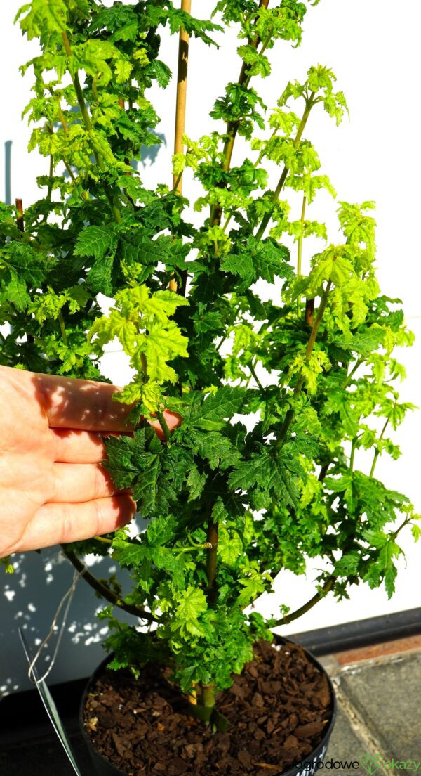 KLON OKRĄGŁOLISTNY GEE'S WITCH'S BROOM Acer circinatum