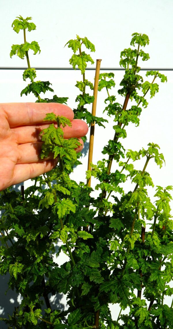 KLON OKRĄGŁOLISTNY GEE'S WITCH'S BROOM Acer circinatum