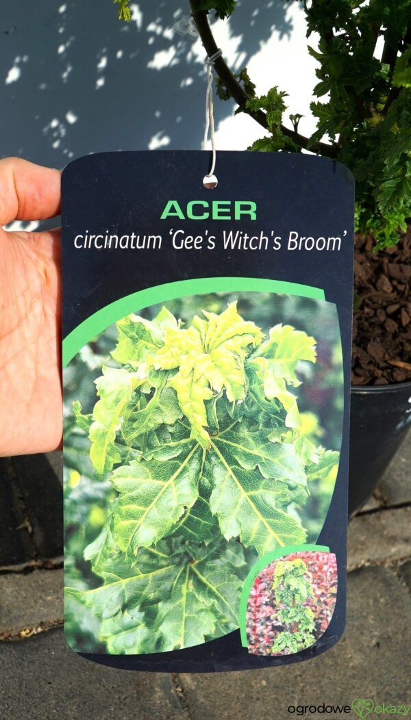 KLON OKRĄGŁOLISTNY GEE'S WITCH'S BROOM Acer circinatum