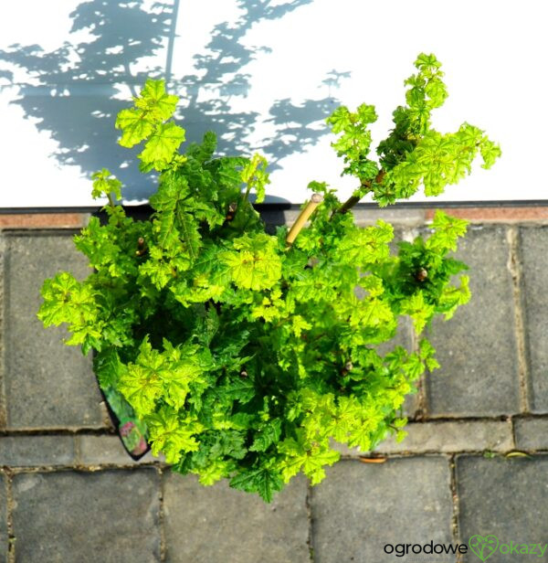 KLON OKRĄGŁOLISTNY GEE'S WITCH'S BROOM Acer circinatum