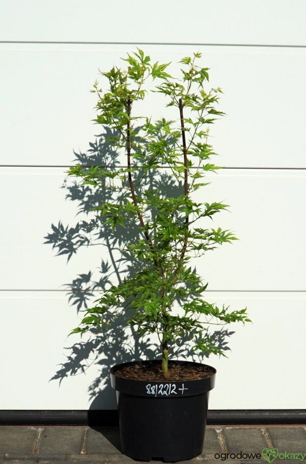 KLON PALMOWY ALPENWEISS Acer palmatum