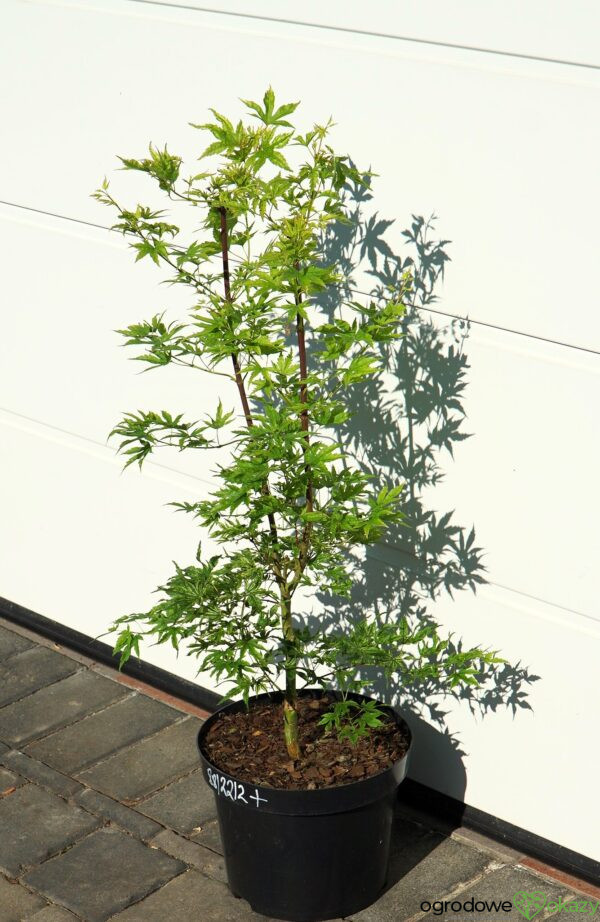 KLON PALMOWY ALPENWEISS Acer palmatum
