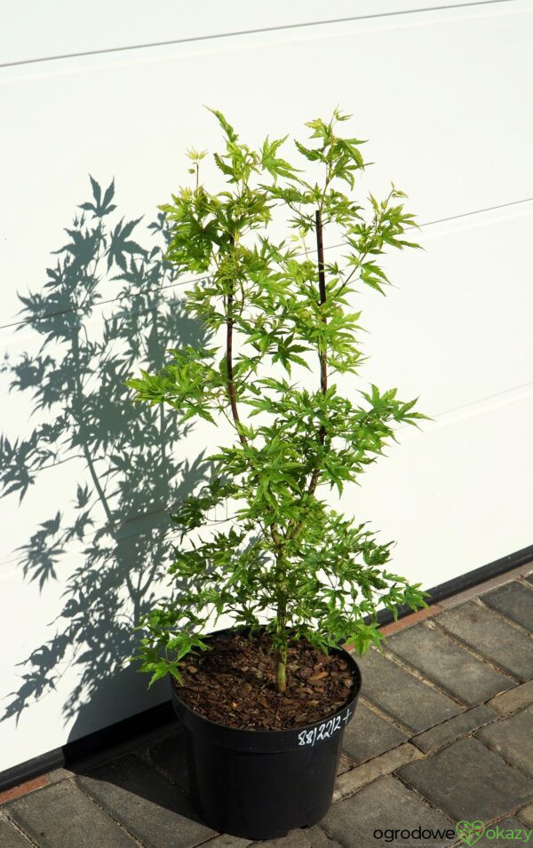 KLON PALMOWY ALPENWEISS Acer palmatum