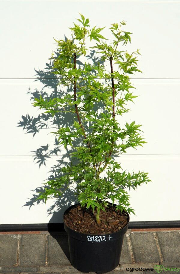 KLON PALMOWY ALPENWEISS Acer palmatum
