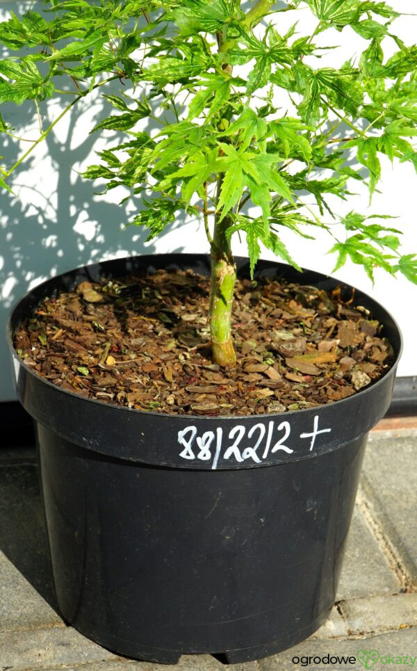 KLON PALMOWY ALPENWEISS Acer palmatum
