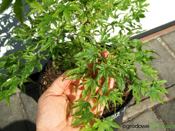 KLON PALMOWY ALPENWEISS Acer palmatum