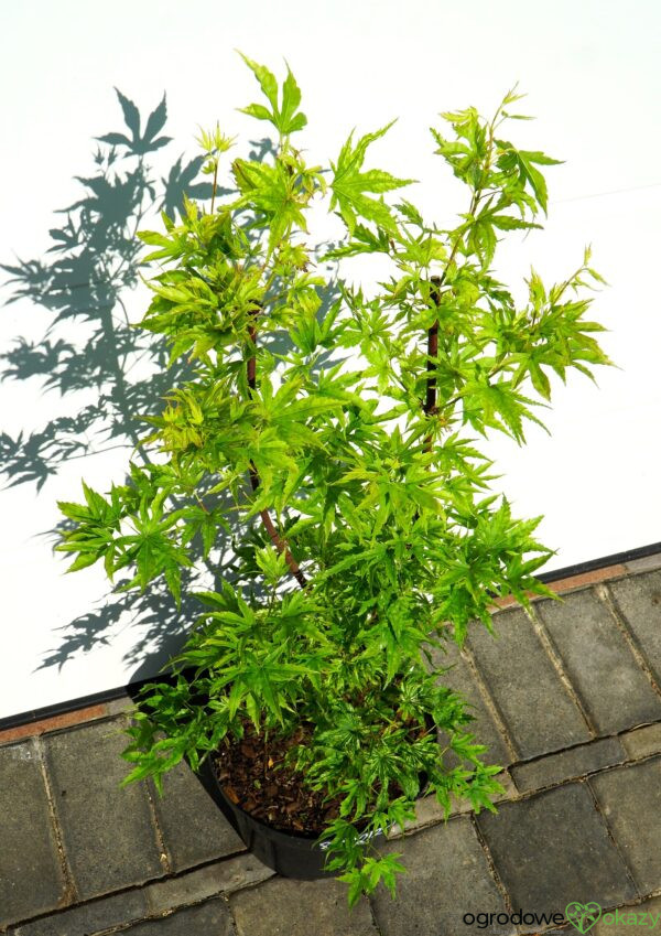 KLON PALMOWY ALPENWEISS Acer palmatum