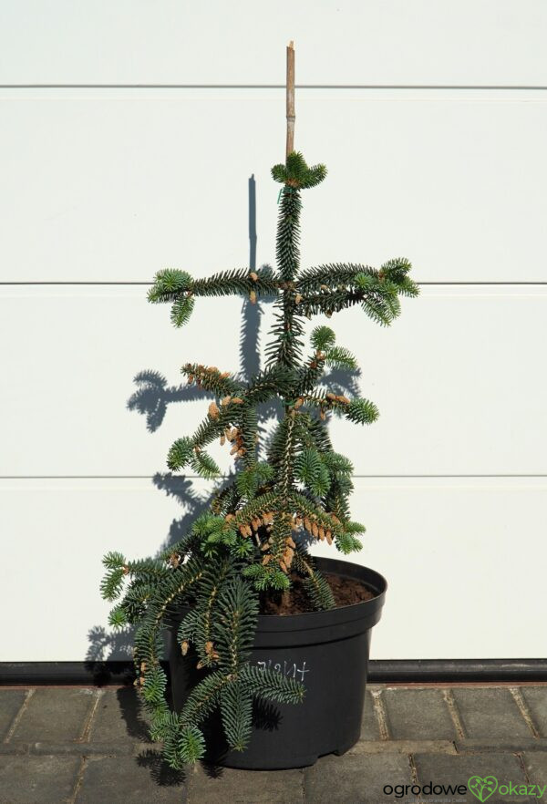 JODŁA NUMIDYJSKA GLAUCA Abies numidica 'Glauca'