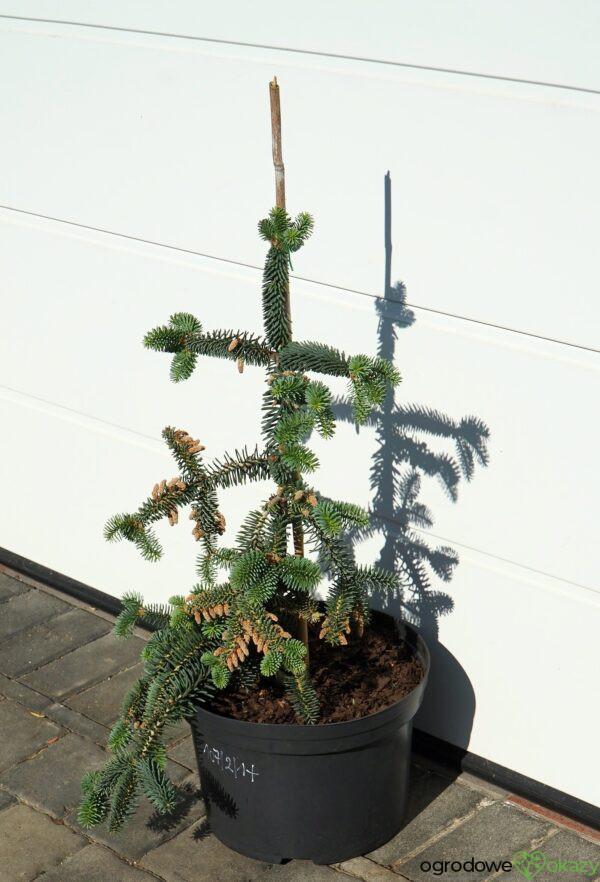 JODŁA NUMIDYJSKA GLAUCA Abies numidica 'Glauca'