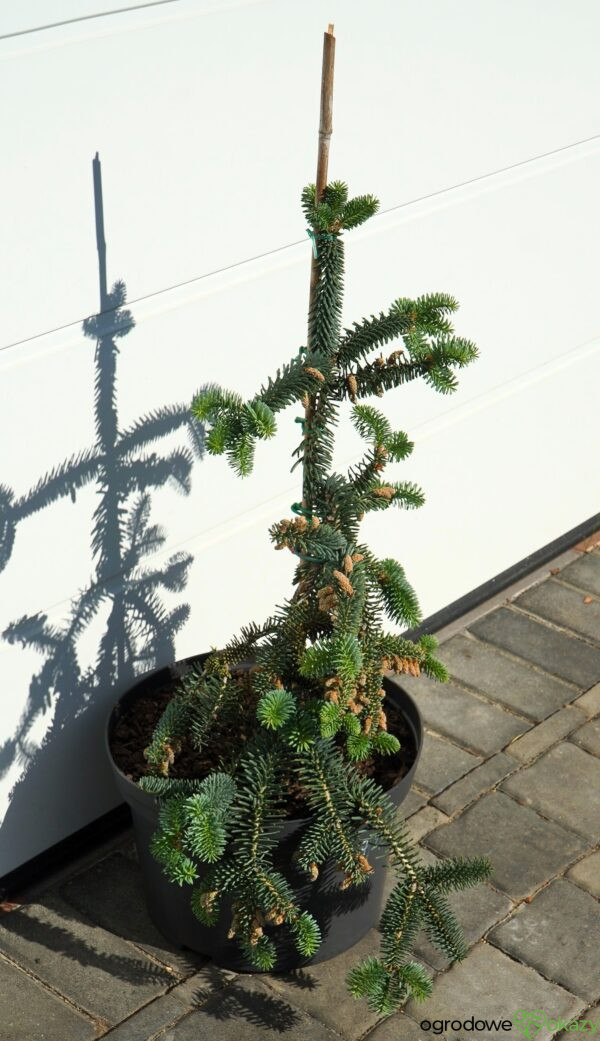 JODŁA NUMIDYJSKA GLAUCA Abies numidica 'Glauca'