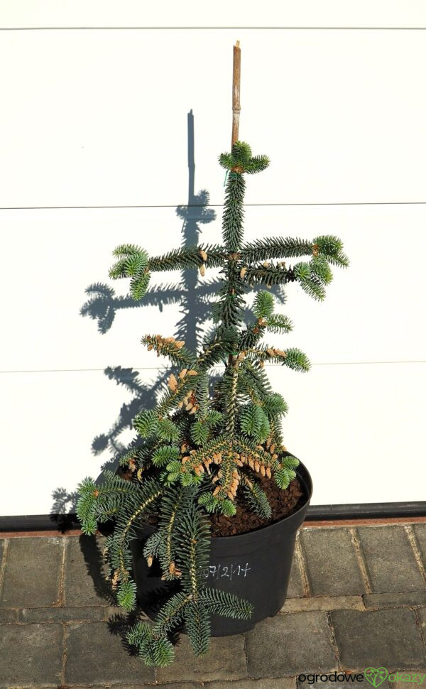 JODŁA NUMIDYJSKA GLAUCA Abies numidica 'Glauca'