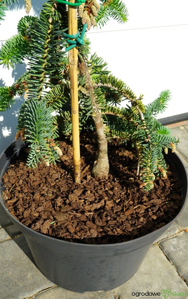 JODŁA NUMIDYJSKA GLAUCA Abies numidica 'Glauca'