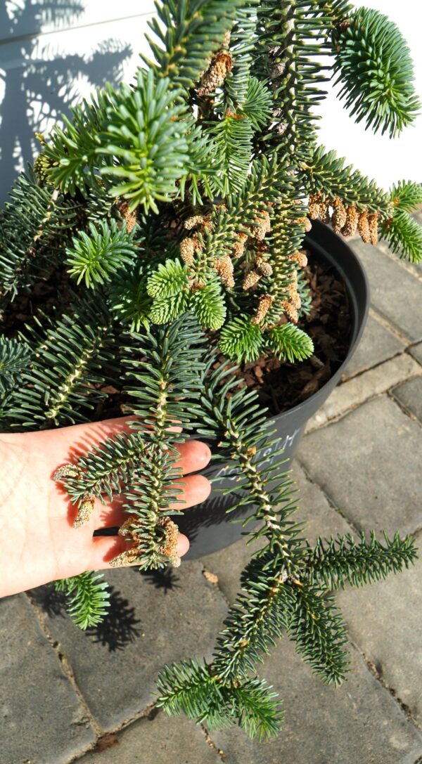 JODŁA NUMIDYJSKA GLAUCA Abies numidica 'Glauca'