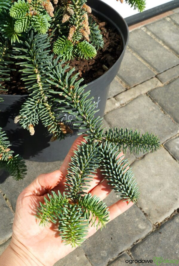 JODŁA NUMIDYJSKA GLAUCA Abies numidica 'Glauca'