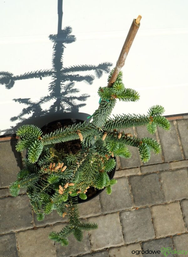 JODŁA NUMIDYJSKA GLAUCA Abies numidica 'Glauca'