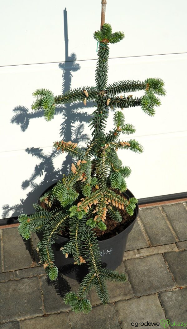 JODŁA NUMIDYJSKA GLAUCA Abies numidica 'Glauca'