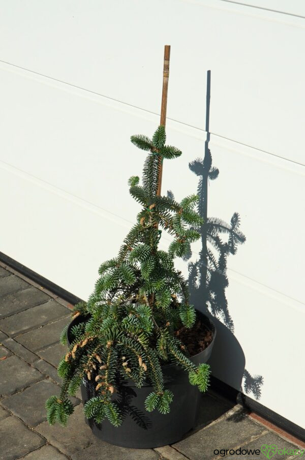 JODŁA NUMIDYJSKA GLAUCA Abies numidica 'Glauca'