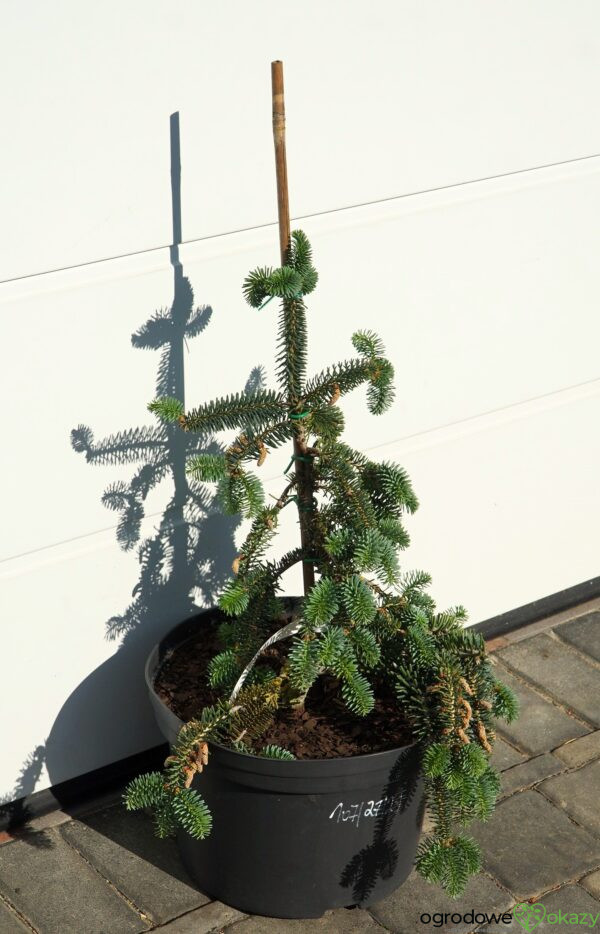 JODŁA NUMIDYJSKA GLAUCA Abies numidica 'Glauca'