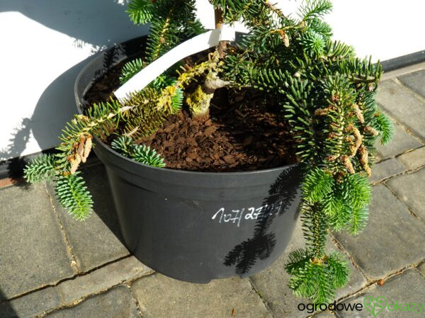 JODŁA NUMIDYJSKA GLAUCA Abies numidica 'Glauca'