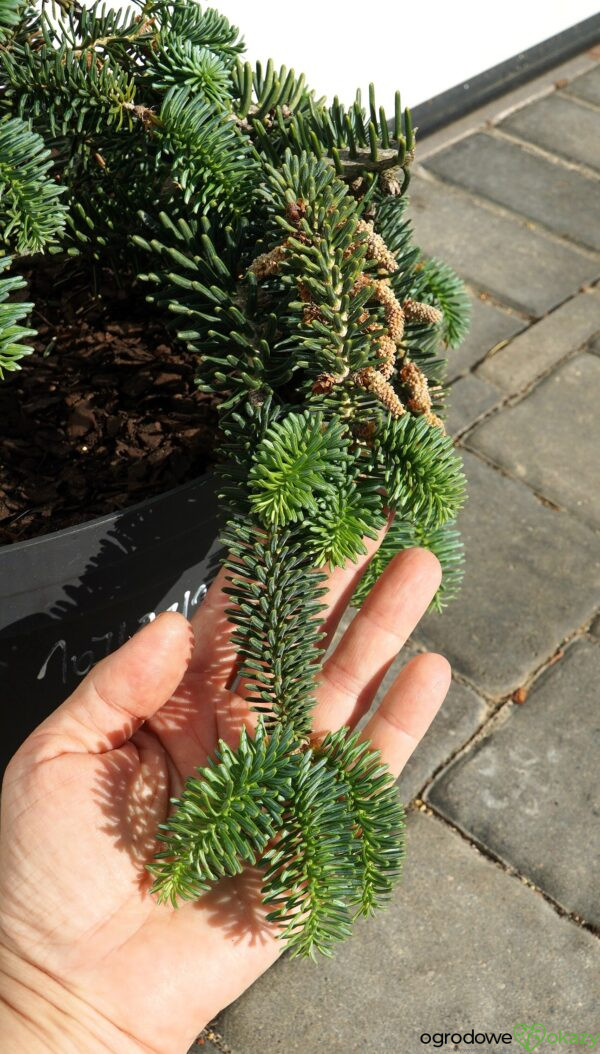 JODŁA NUMIDYJSKA GLAUCA Abies numidica 'Glauca'