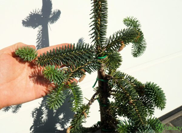 JODŁA NUMIDYJSKA GLAUCA Abies numidica 'Glauca'