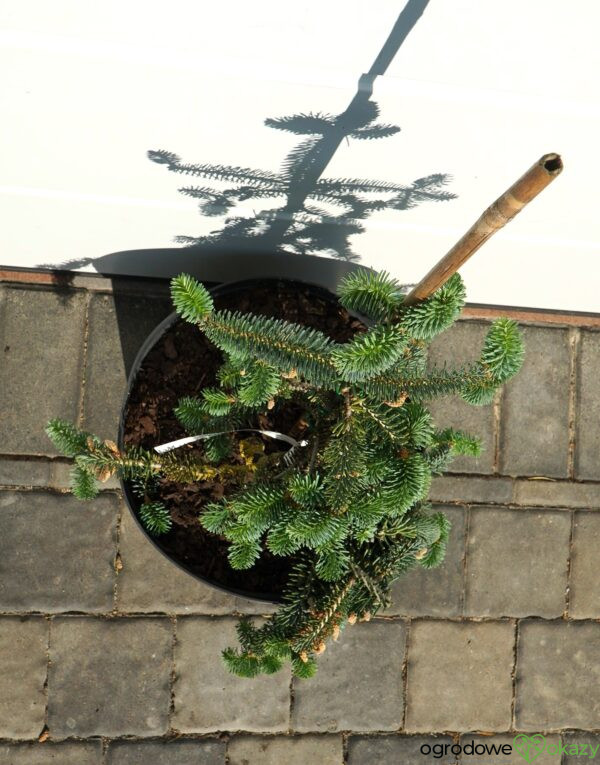 JODŁA NUMIDYJSKA GLAUCA Abies numidica 'Glauca'