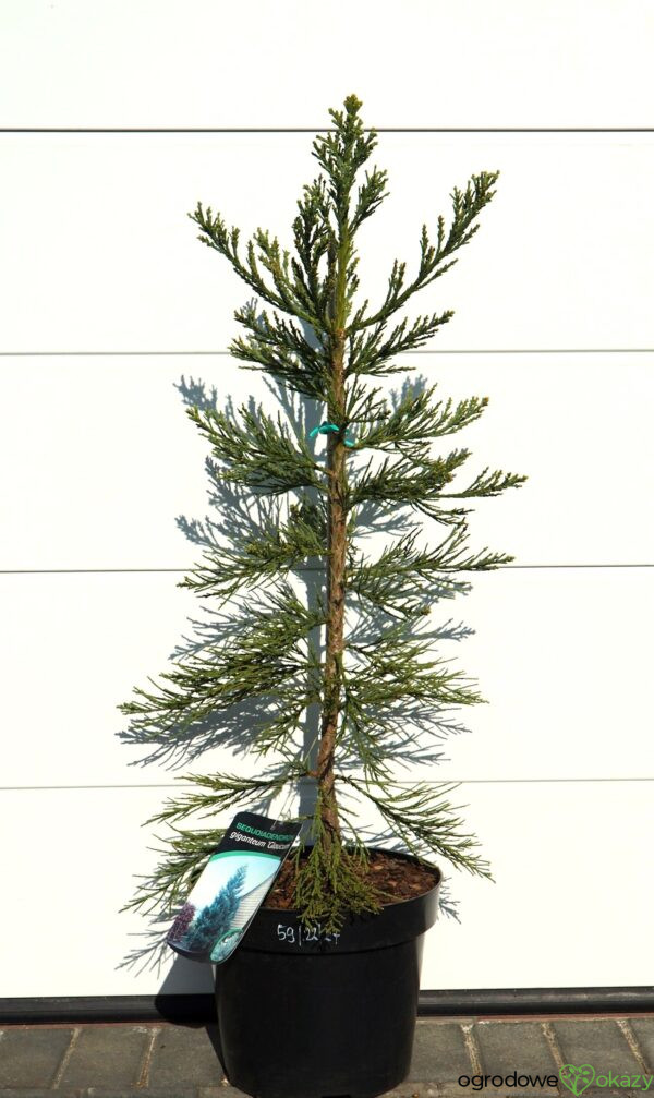 MAMUTOWIEC OLBRZYMI GLAUCUM Sequoiadendron giganteum