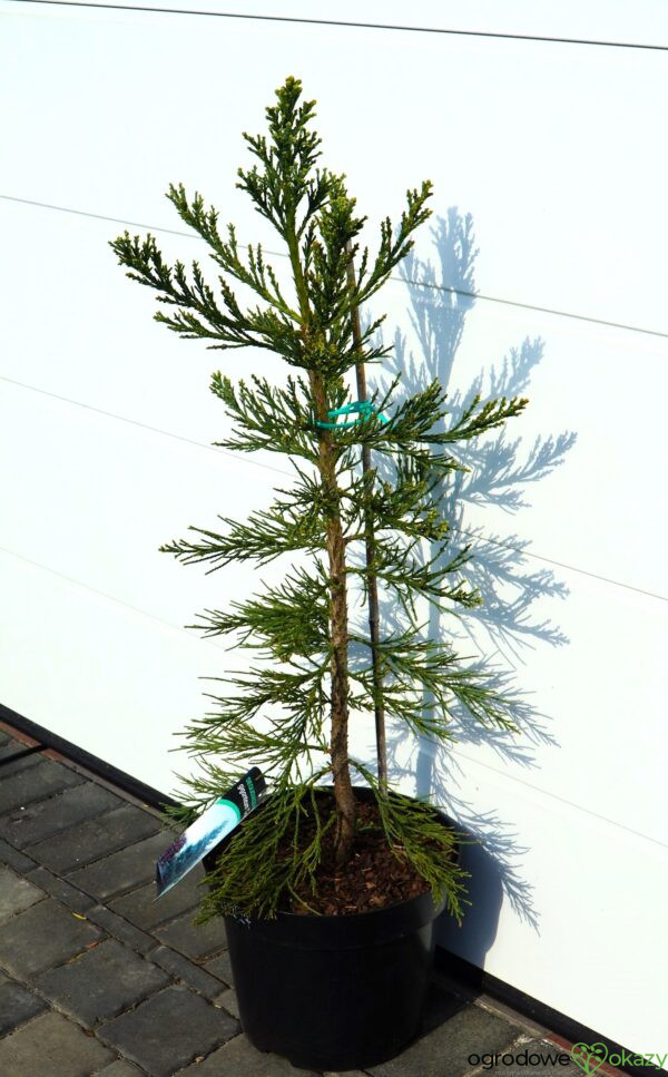 MAMUTOWIEC OLBRZYMI GLAUCUM Sequoiadendron giganteum