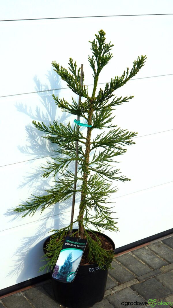 MAMUTOWIEC OLBRZYMI GLAUCUM Sequoiadendron giganteum