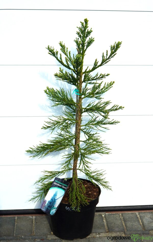 MAMUTOWIEC OLBRZYMI GLAUCUM Sequoiadendron giganteum