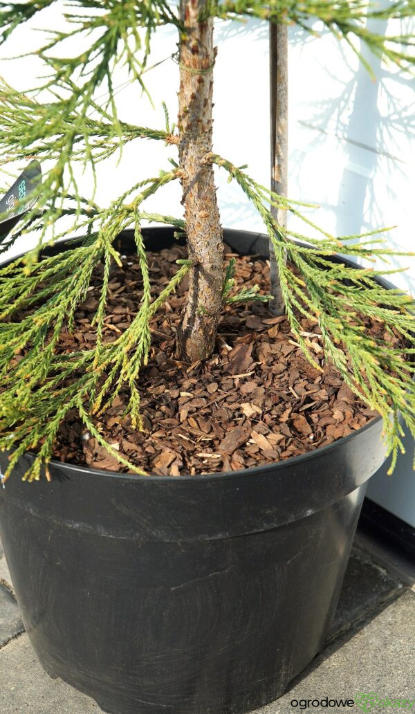 MAMUTOWIEC OLBRZYMI GLAUCUM Sequoiadendron giganteum