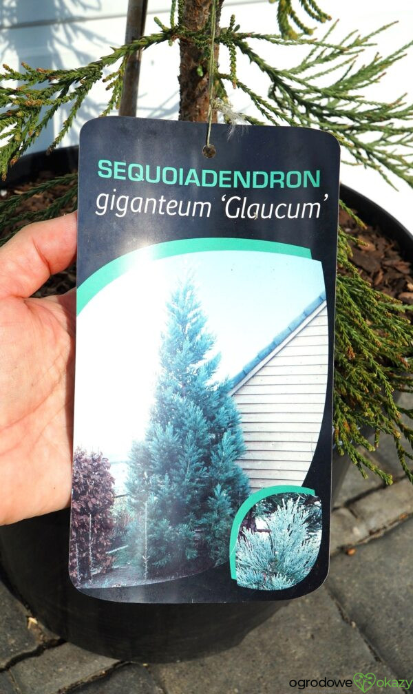 MAMUTOWIEC OLBRZYMI GLAUCUM Sequoiadendron giganteum