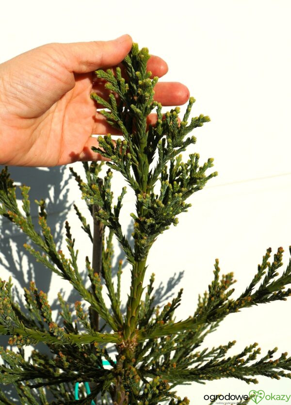 MAMUTOWIEC OLBRZYMI GLAUCUM Sequoiadendron giganteum