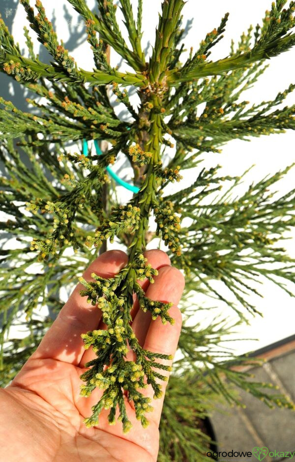 MAMUTOWIEC OLBRZYMI GLAUCUM Sequoiadendron giganteum